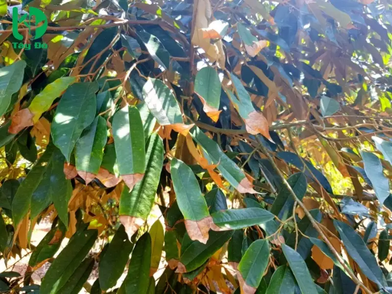 bệnh thán thư gây hại trên cây sầu riêng