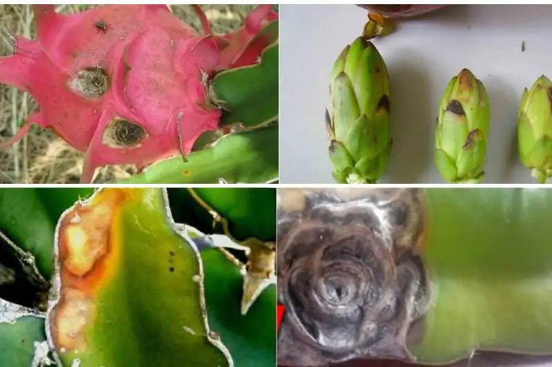 bệnh thán thư trên cây thanh long