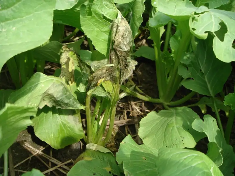 bệnh thối nhũn trên rau cải
