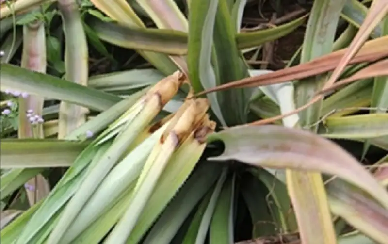 bệnh thối nõn trên cây dứa