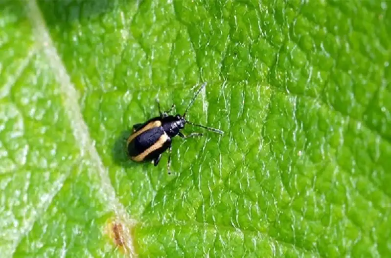 bọ nhảy gây hại trên rau cải