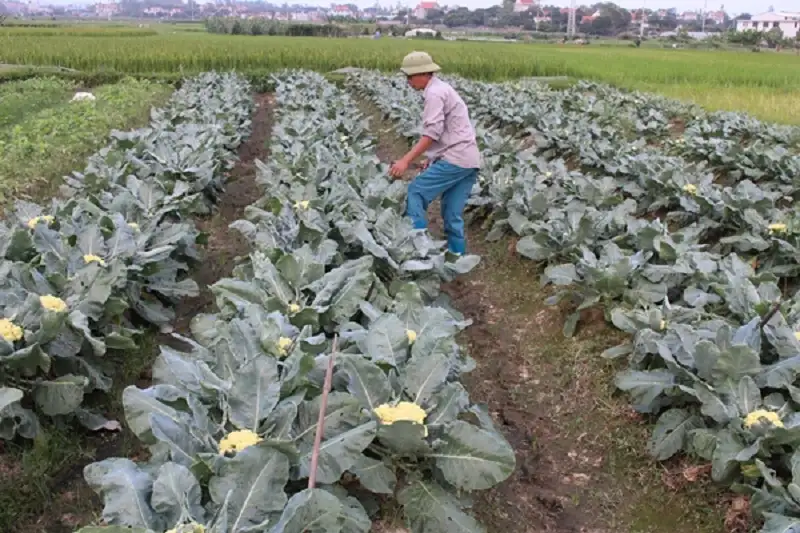 các loại sâu bệnh gây hại trên câu súp lơ và thuốc phòng trừ