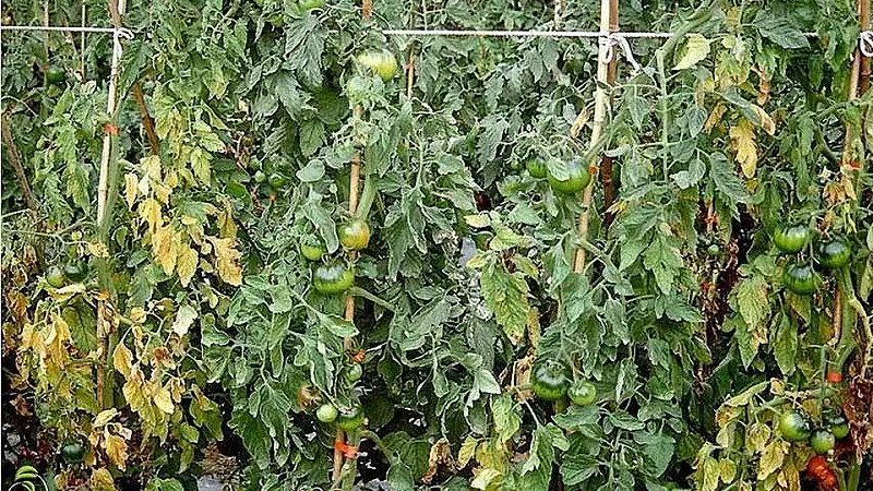 thuốc đặc trị bệnh héo xanh cà chua