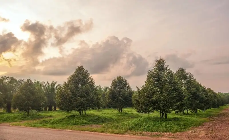 Chăm sóc phục hồi vườn sầu riêng sau thu hoạch