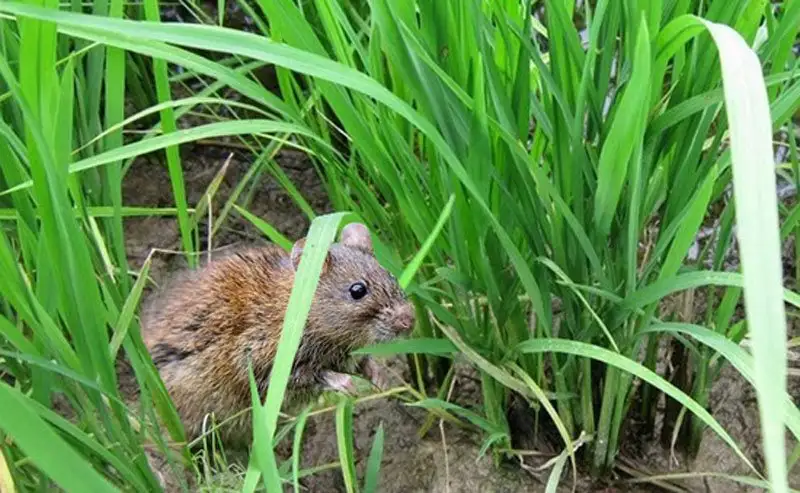 Phòng trừ chuột gây hại cây trồng