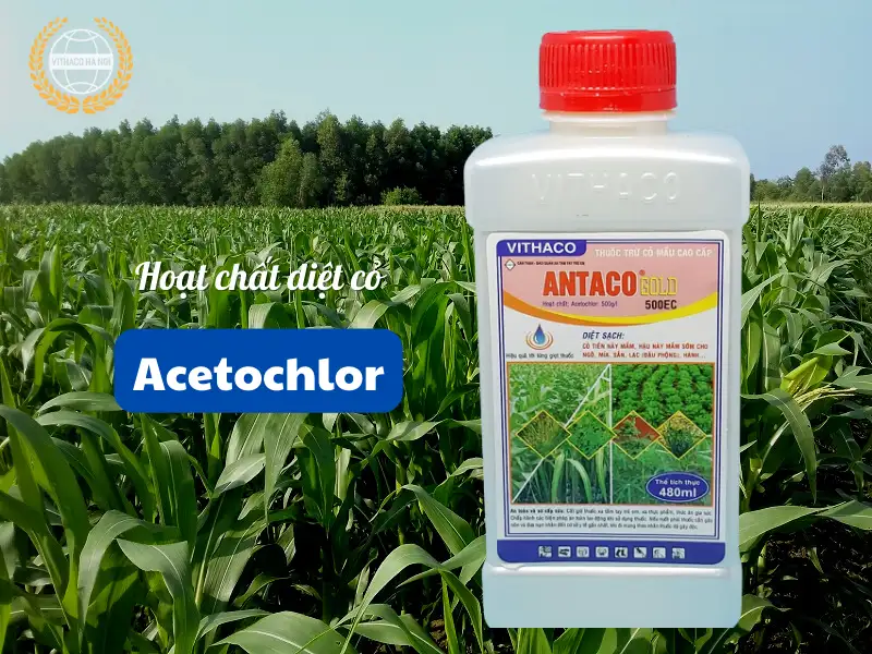 hoạt chất Acetochlor