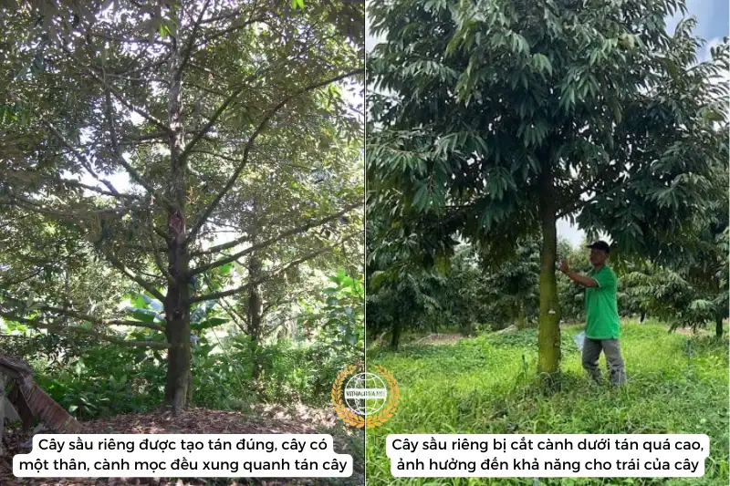 kỹ thuật tạo tán, tỉa cành, cắt đọt cho cây sầu riêng