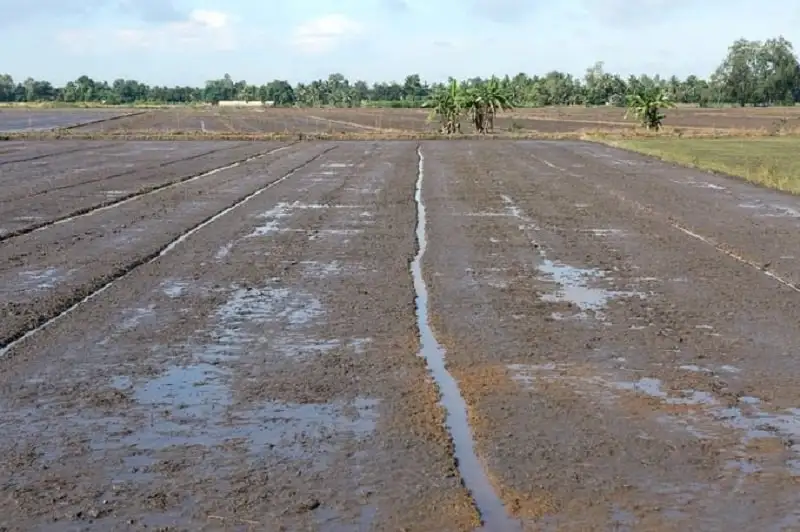 lưu ý khi gieo sạ lúa đông xuân