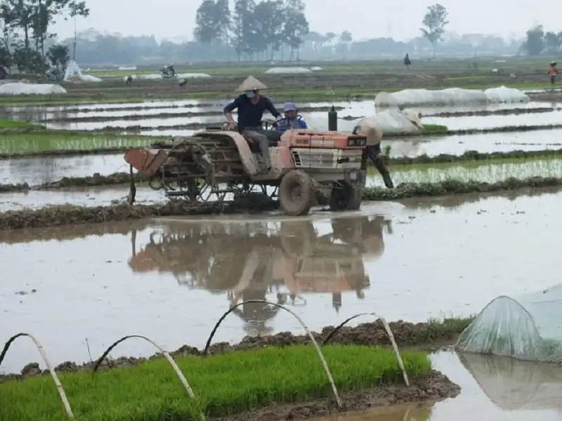 nguy cơ sâu bệnh vụ đông xuân