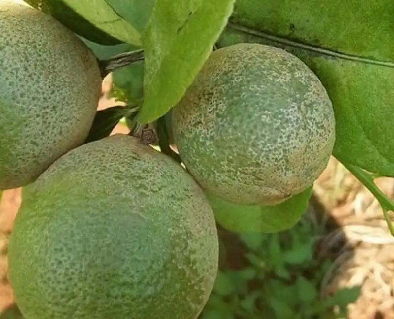 nhện đỏ gây hại trên cây có múi và biện pháp phòng trừ