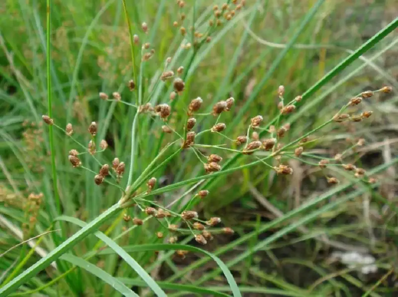 biện pháp phòng trừ cỏ dại trên ruộng lúa gieo sạ vụ đông xuân