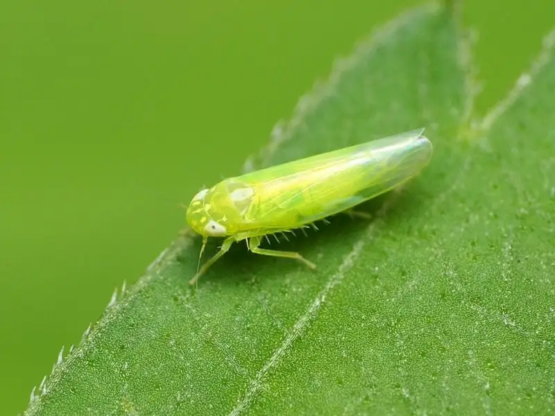 phòng trừ rầy xanh gây hại trên cây sầu riêng