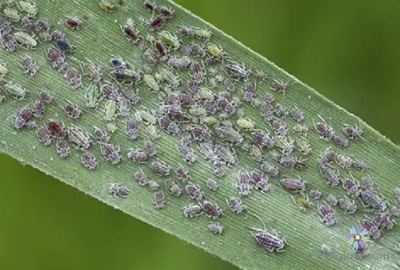 rệp gây hại trên cây ngô