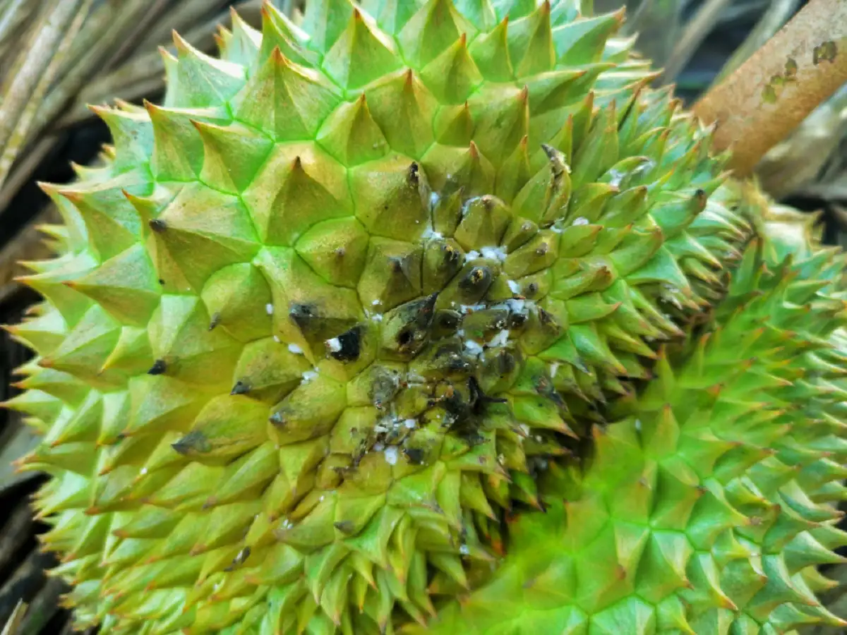 rệp sáp gây hại trên cây sầu riêng