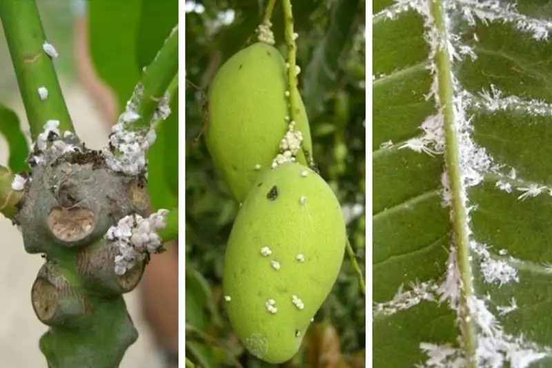 rệp sáp gây hại trên cây xoài