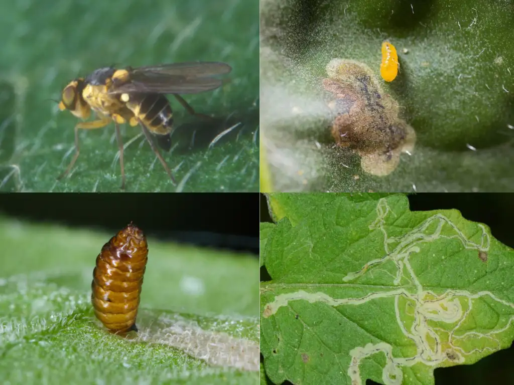 ruồi đục lá hại dưa chuột
