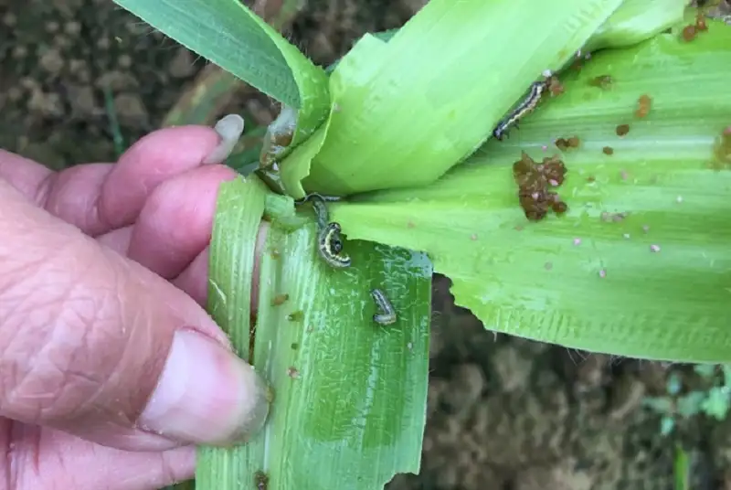 sâu cắn lá hại ngô