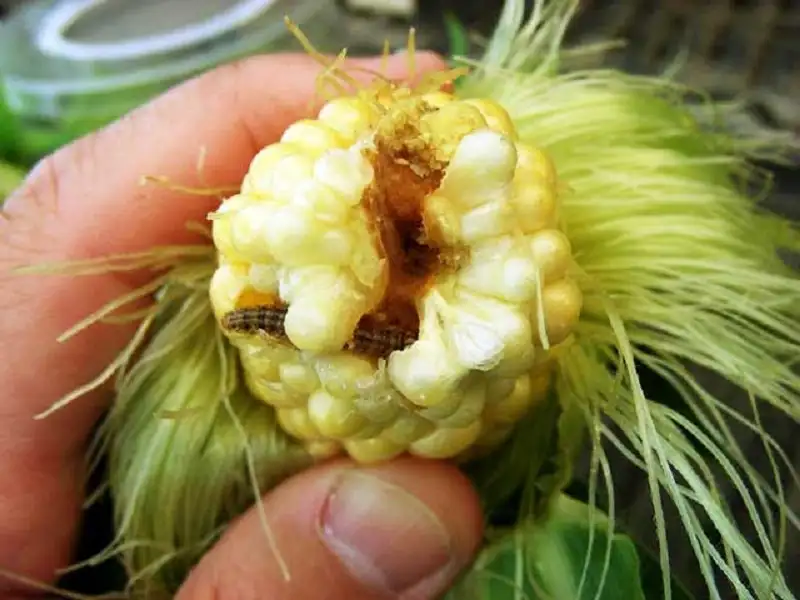 sâu đục trái gây hại trên cây ngô (bắp)