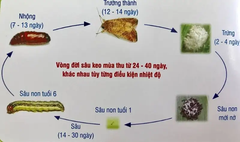 Sâu keo mùa thu hại ngô