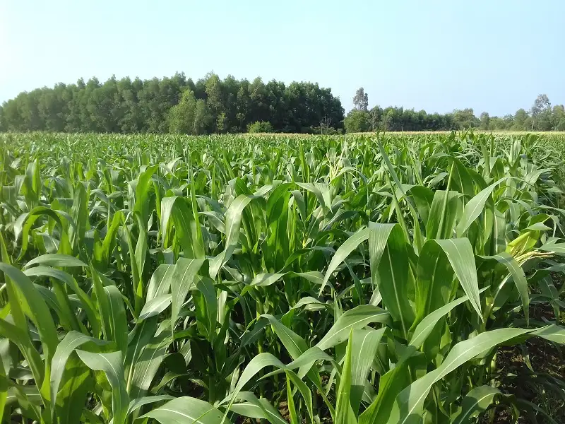 thuốc trừ cỏ dại cho ngô của Việt Thắng