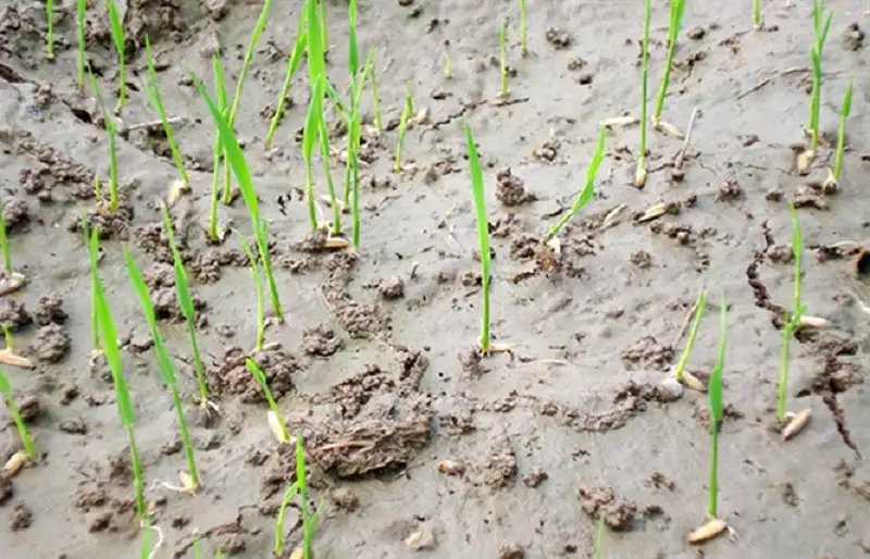 thuốc trừ cỏ lúa tiền nảy mầm Việt Thắng