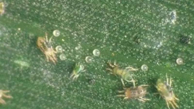 top 5 thuốc trừ nhện gié hại lúa của Việt Thắng