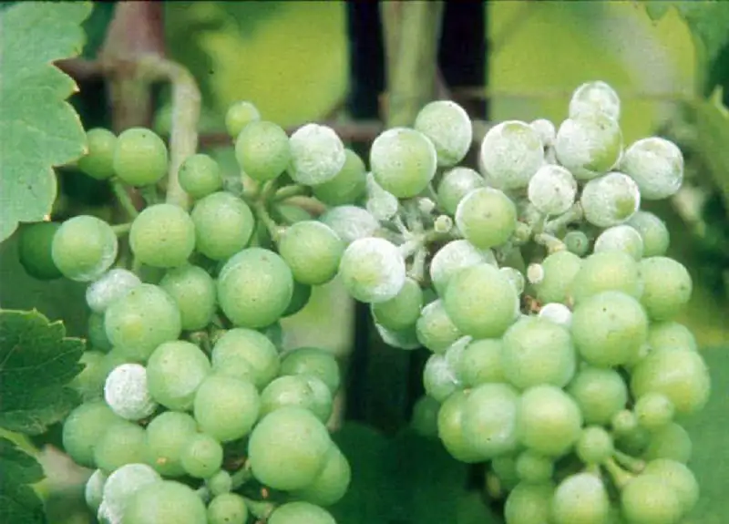 bệnh phấn trắng gây hại trên cây nho