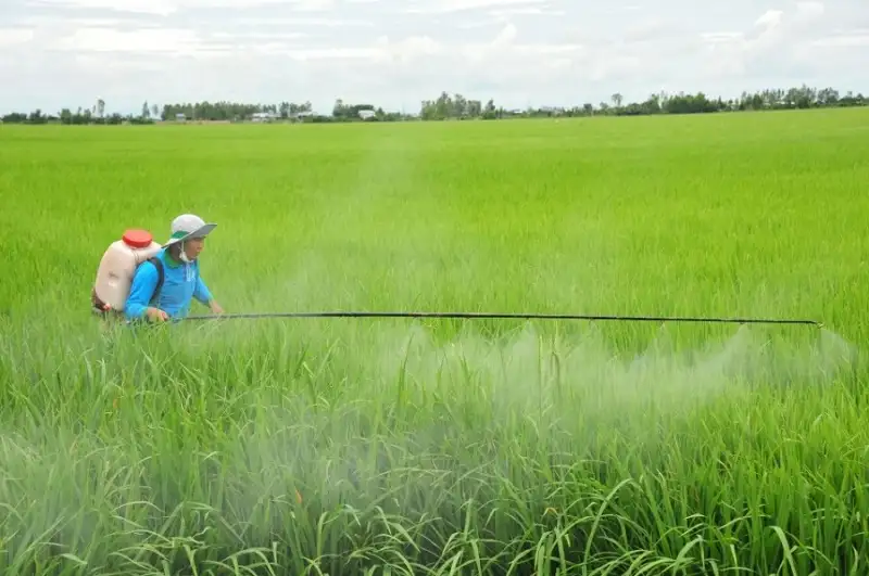 Những điều cần lưu ý khi phun thuốc bảo vệ thực vật