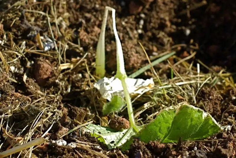 bệnh chết ẻo cây con trên dưa hấu