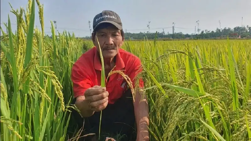 bệnh đạo ôn gây hại trên cây lúa