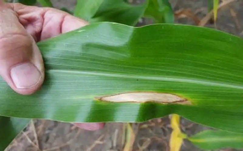 bệnh đốm lá lớn ở ngô bắp