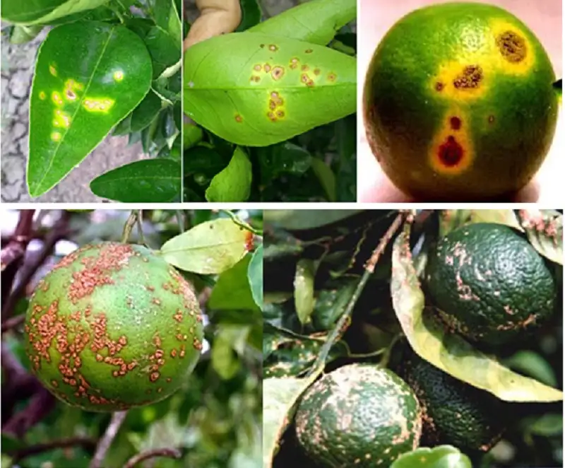 bệnh thường gặp trên cây có múi