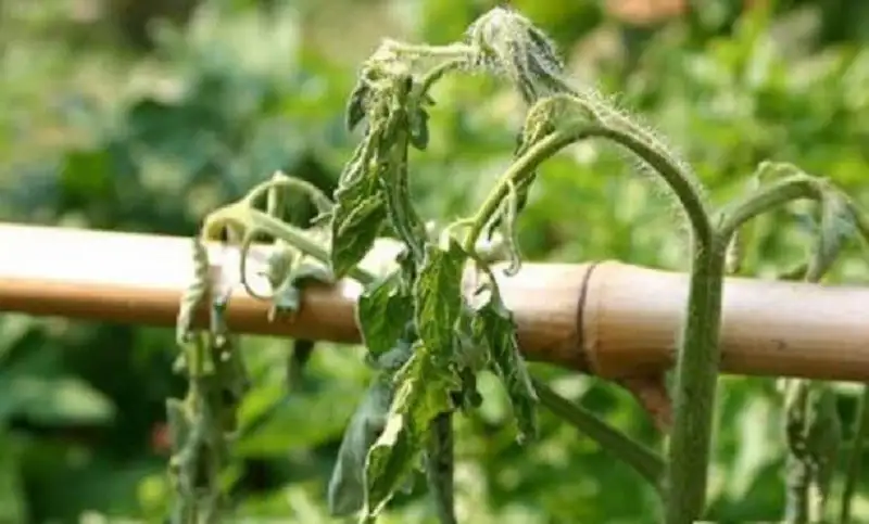 bệnh héo xanh vi khuẩn trên cây cà chua