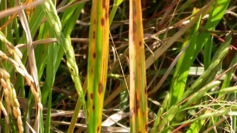 bệnh khô vằn ở lúa