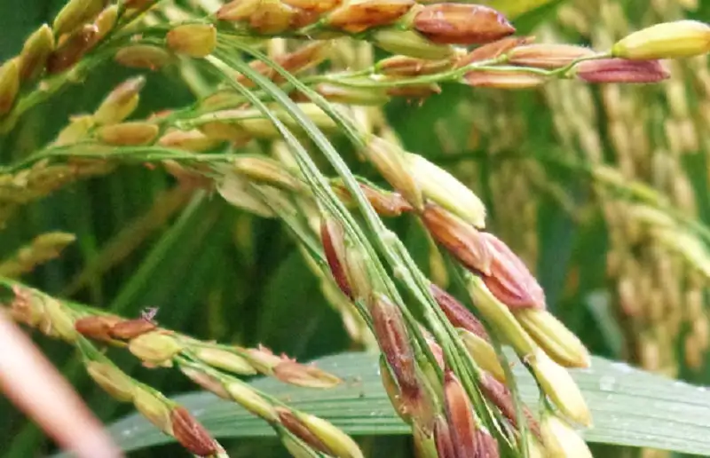 bệnh lem lép hạt lúa