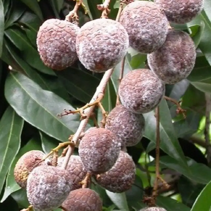 bệnh mốc sương (sương mai) hại nhãn vải