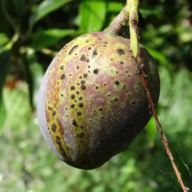 bệnh thán thư gây hại trên cây xoài