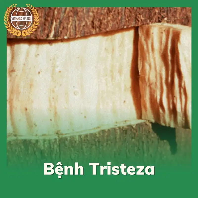 Bệnh tristeza trên cây có múi