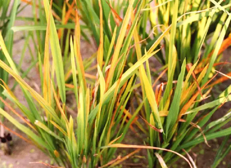bệnh vàng lùn trên cây lúa