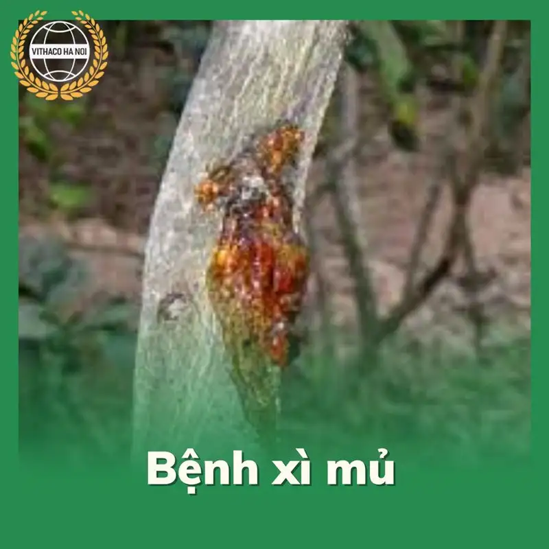Bệnh xì mủ thối gốc trên cây có múi