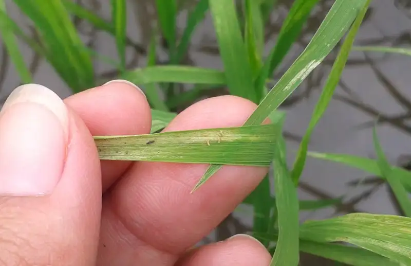 bọ trĩ hại lúa