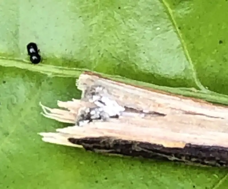 mọt đục cành hại cà phê