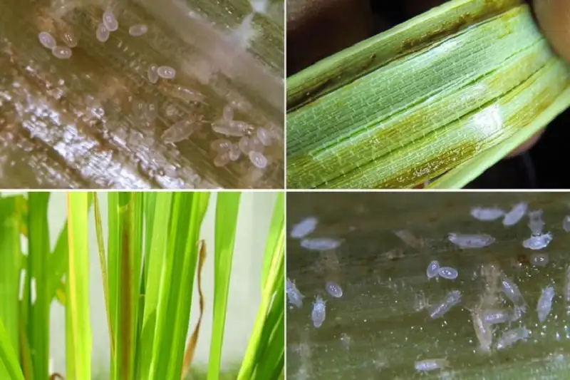 nhện gié hại lúa