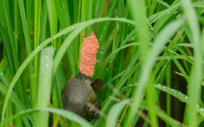 ốc bươu vàng hại lúa