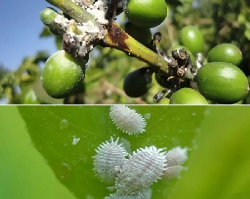 rệp sáp hại quả cà phê