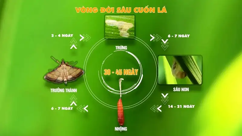 Sâu cuốn lá lúa loại nhỏ