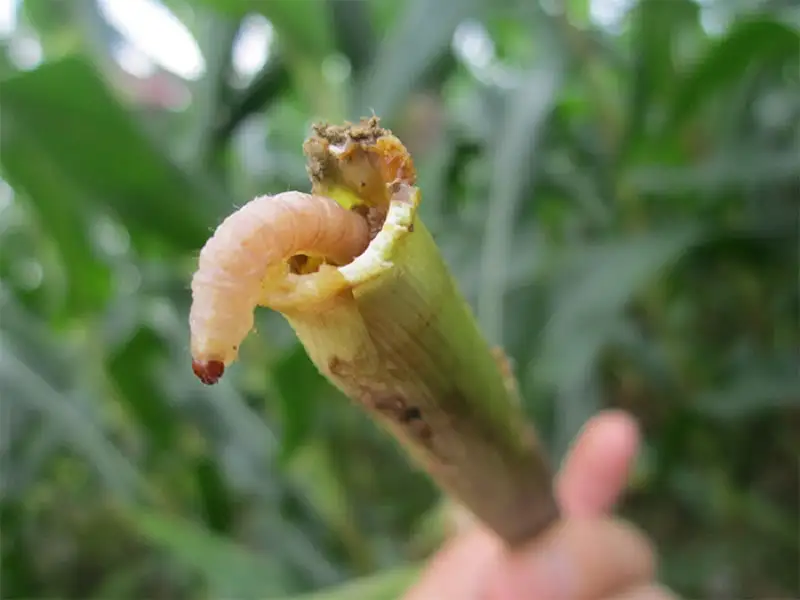 Sâu đục thân gây hại trên cây ngô