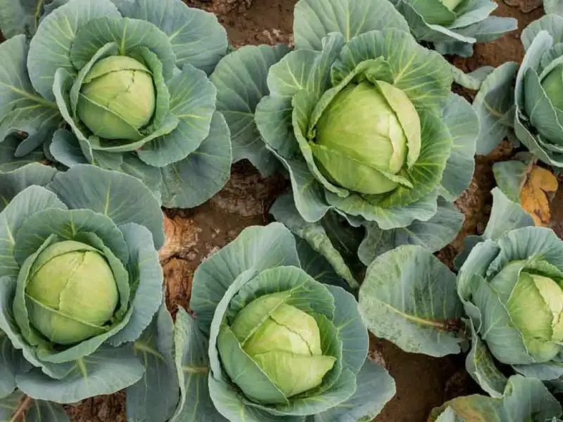 thuốc đặc trị bệnh thối nhũn bắp cải