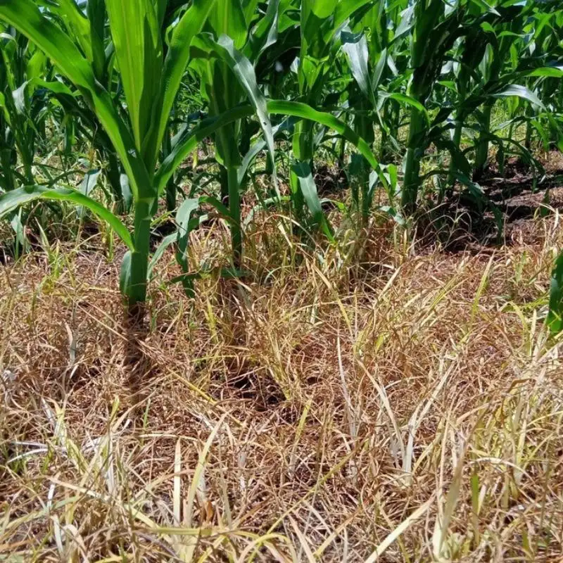 thuốc trừ cỏ mía tốt nhất của Việt Thắng